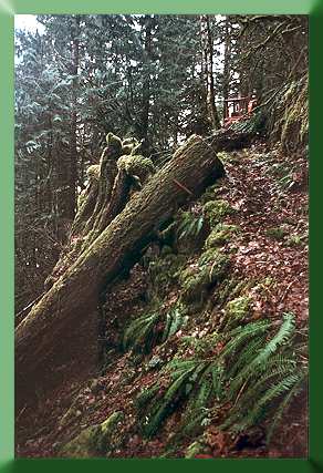 Rock section:  Before construction.