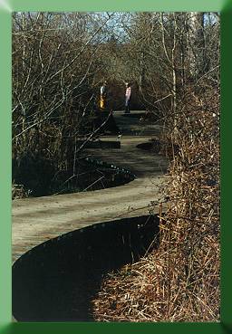 Winding boardwalk.