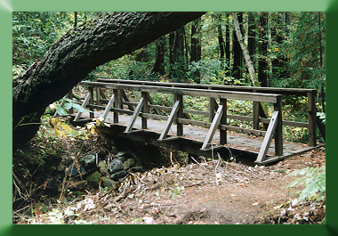 Bothe-Napa State Park, CA.