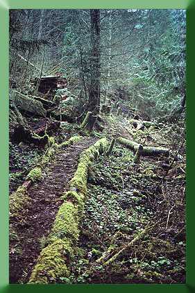 Thirty year old abandoned turnpike section on old Baker Lake trail.