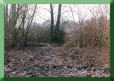 Boardwalk alignment before construction.