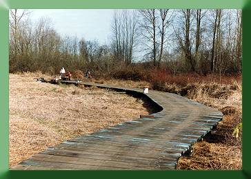 Boardwalk along old blueberry farm.